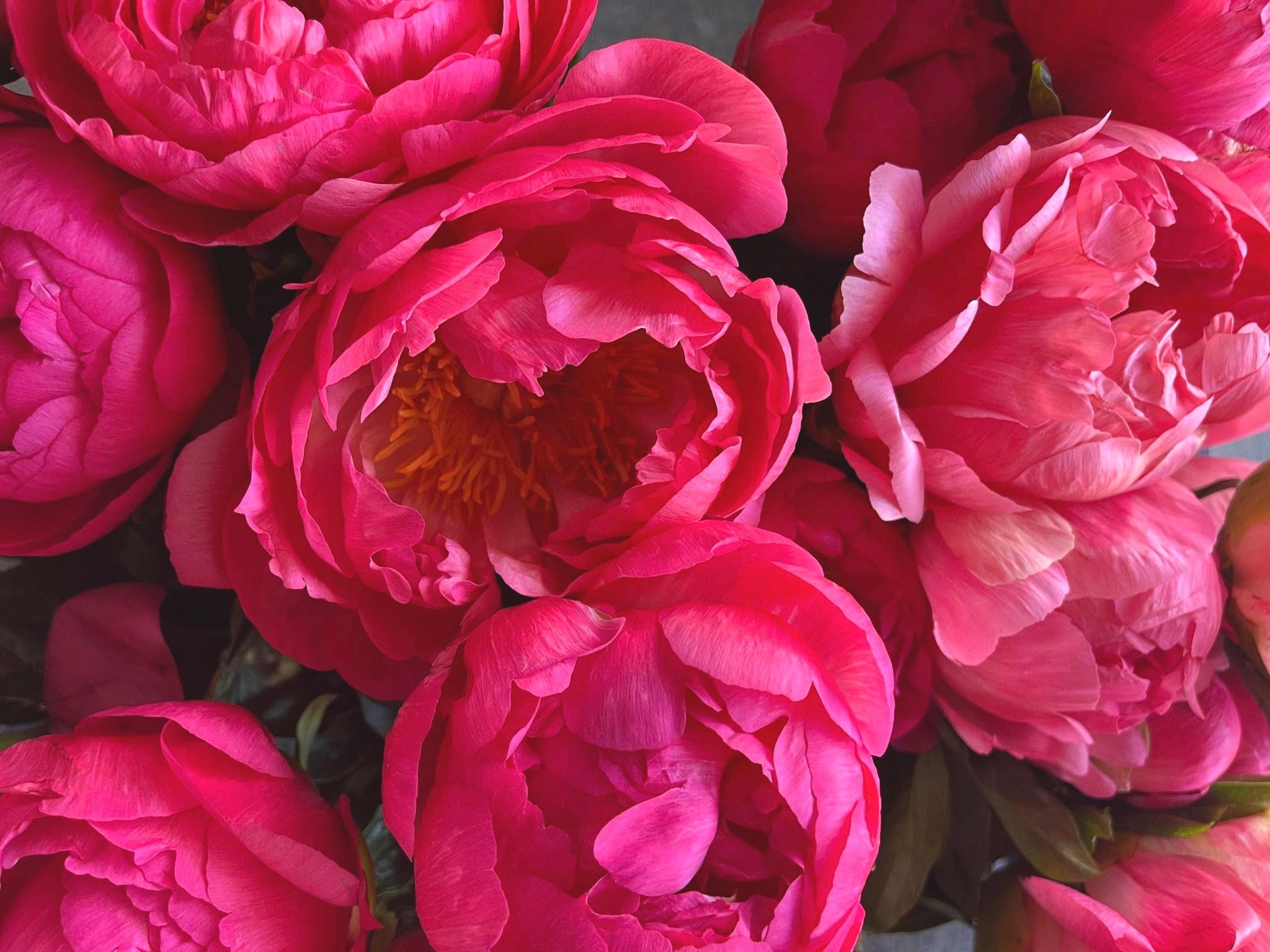 Inside the Bunches Florist Wollongong store, surrounded by fresh seasonal blooms